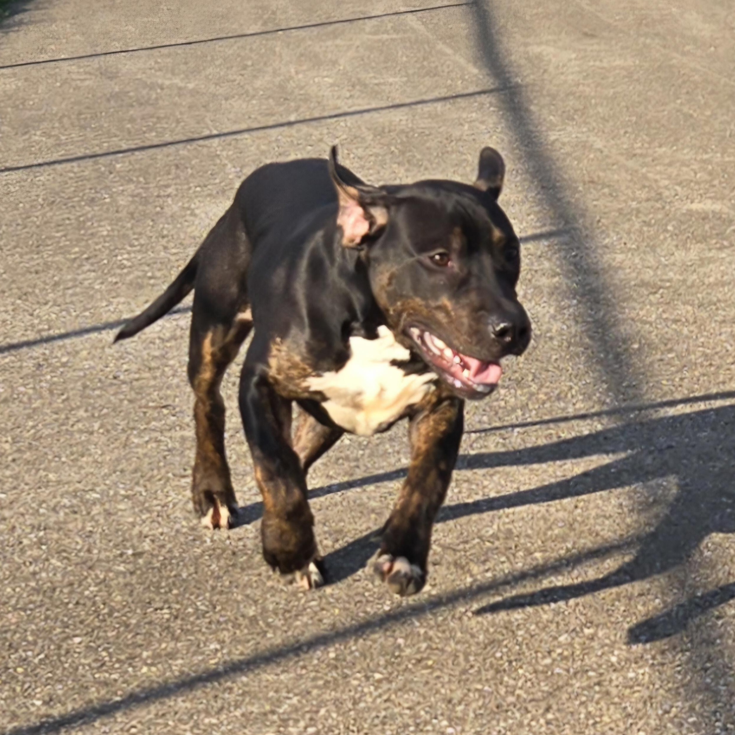 Enlarge Goofy, a ADOPTABLE Pit Bull Terrier in Xenia , OH image 4/6