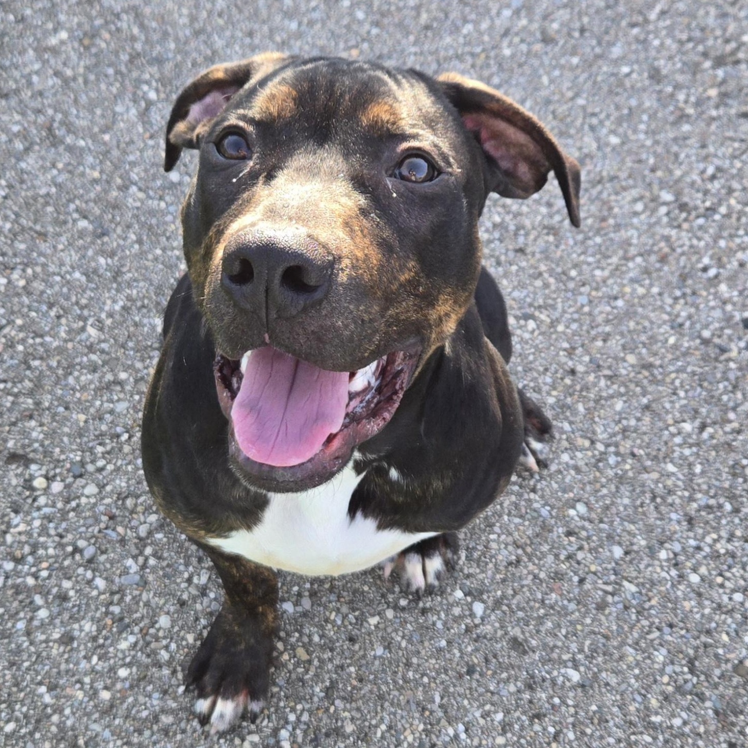 Enlarge Goofy, a ADOPTABLE Pit Bull Terrier in Xenia , OH image 6/6