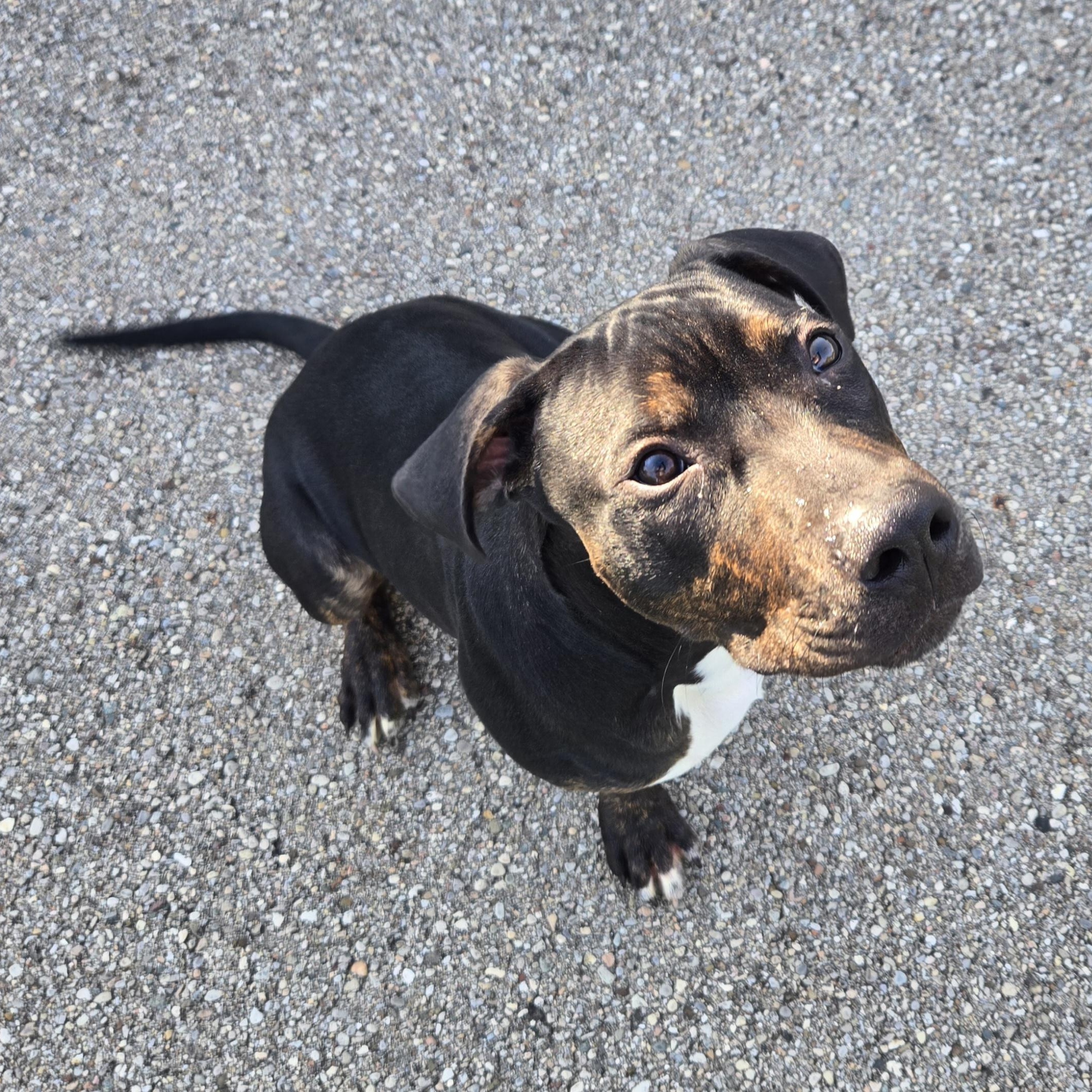 Enlarge Goofy, a ADOPTABLE Pit Bull Terrier in Xenia , OH image 2/6