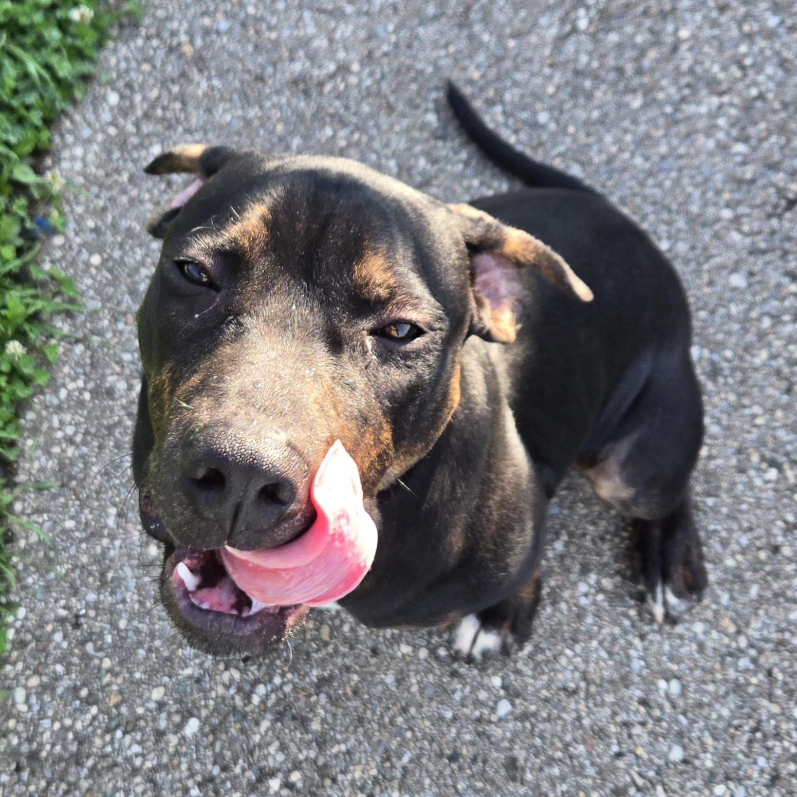 Enlarge Goofy, a ADOPTABLE Pit Bull Terrier in Xenia , OH image 1/6