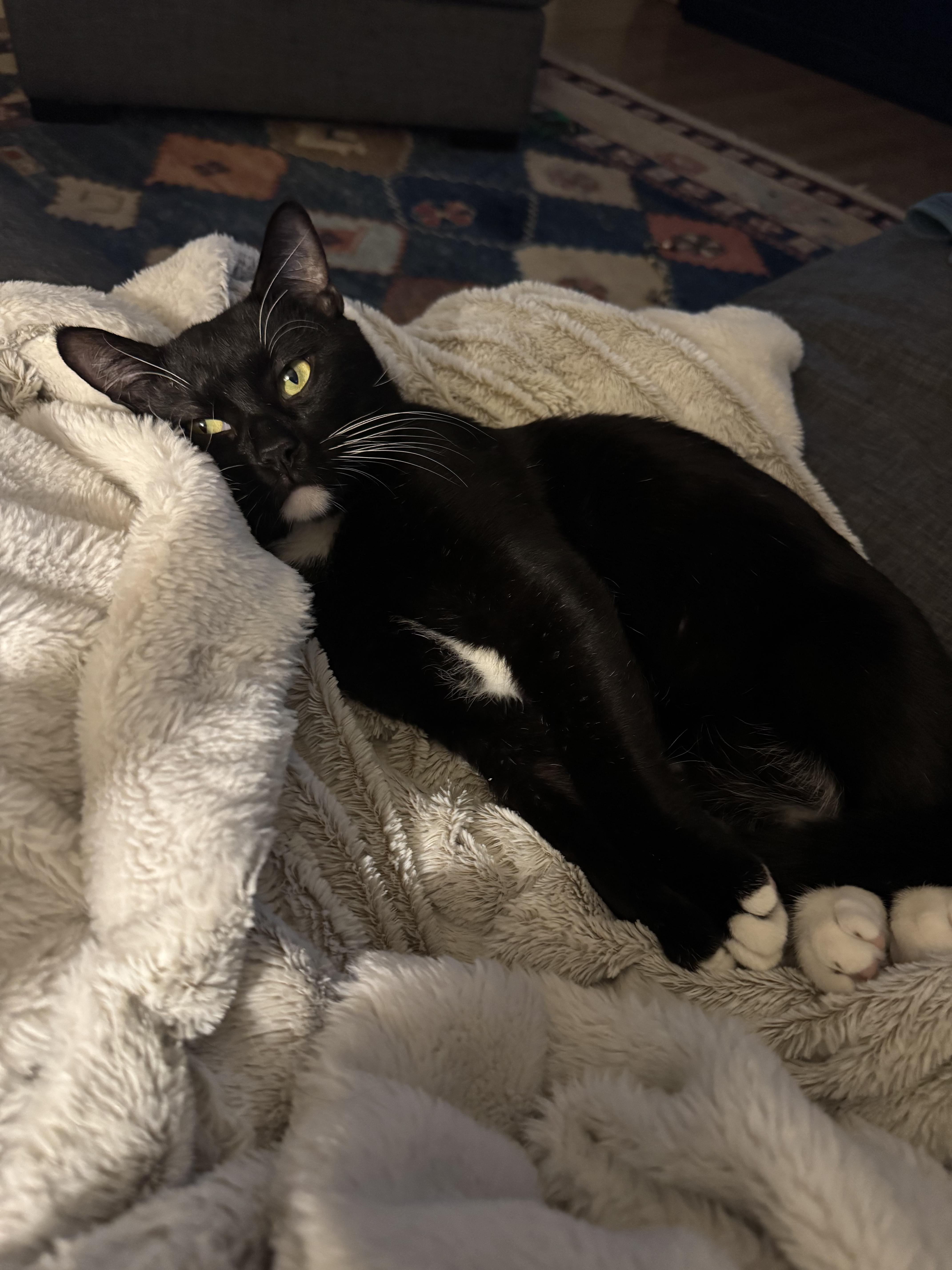 Enlarge Roger Meore, a ADOPTABLE Domestic Short Hair in Lakewood, CO image 4/6