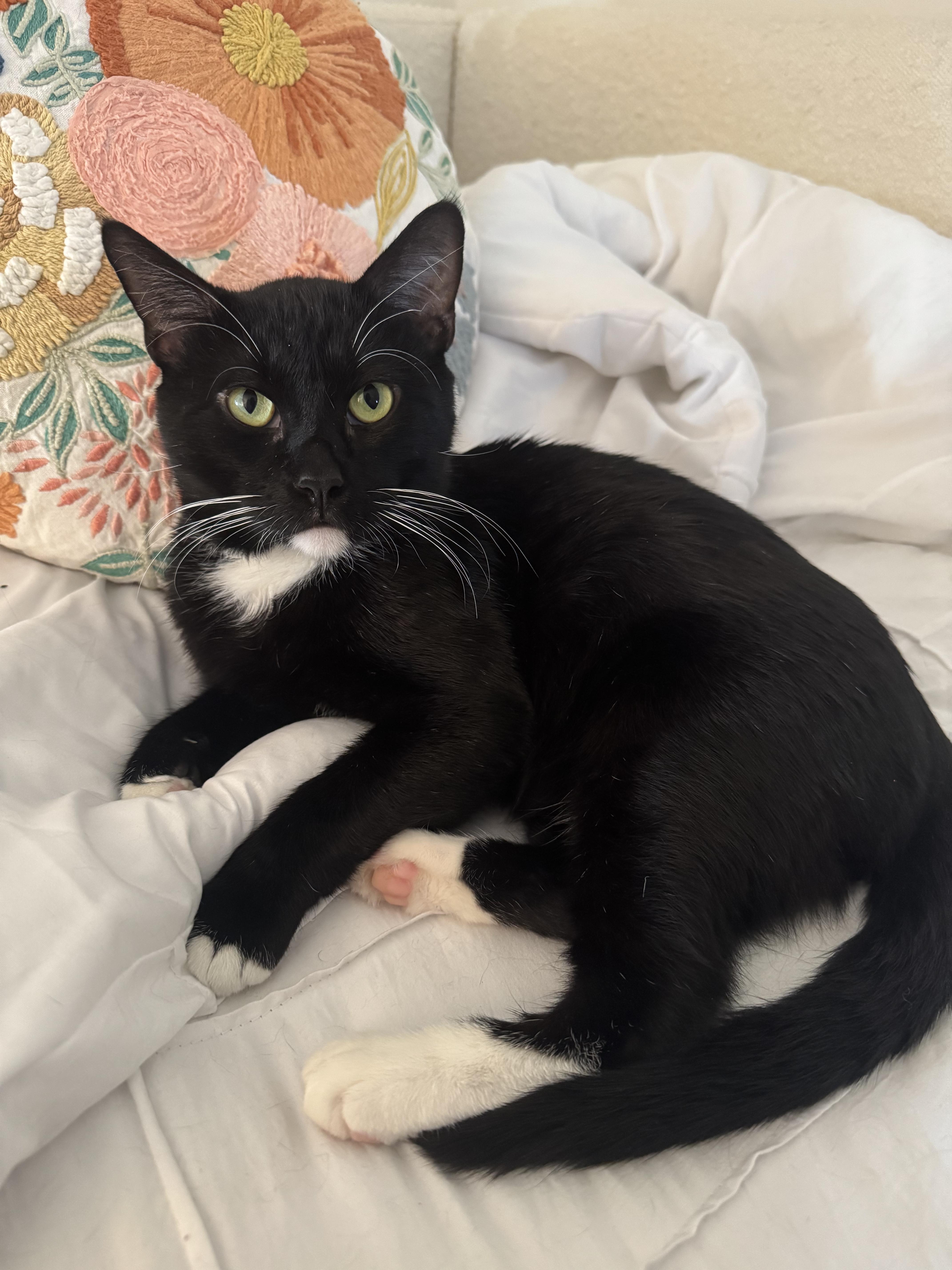 Enlarge Roger Meore, a ADOPTABLE Domestic Short Hair in Lakewood, CO image 1/6