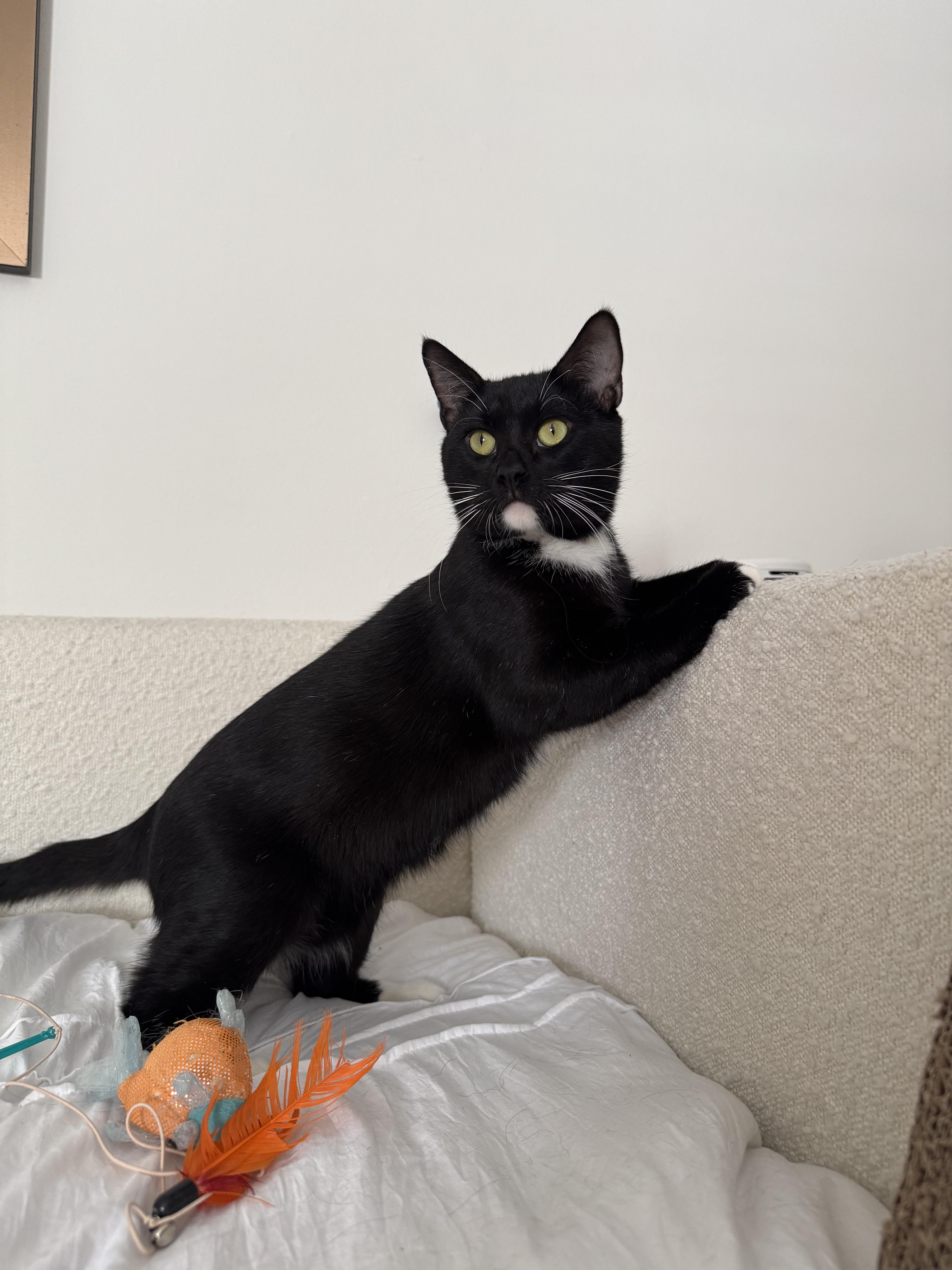 Enlarge Roger Meore, a ADOPTABLE Domestic Short Hair in Lakewood, CO image 2/6