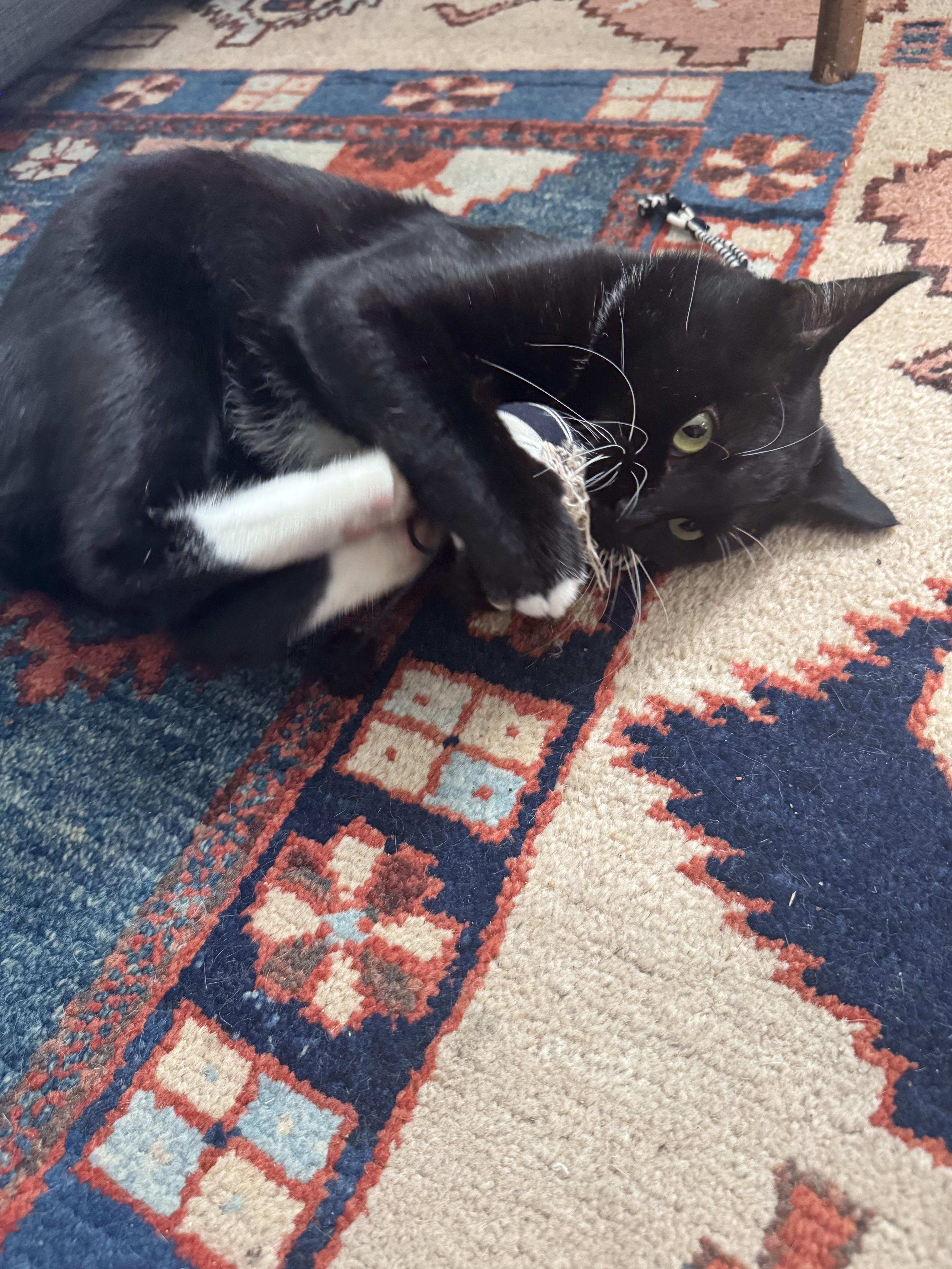 Enlarge Roger Meore, a ADOPTABLE Domestic Short Hair in Lakewood, CO image 3/6