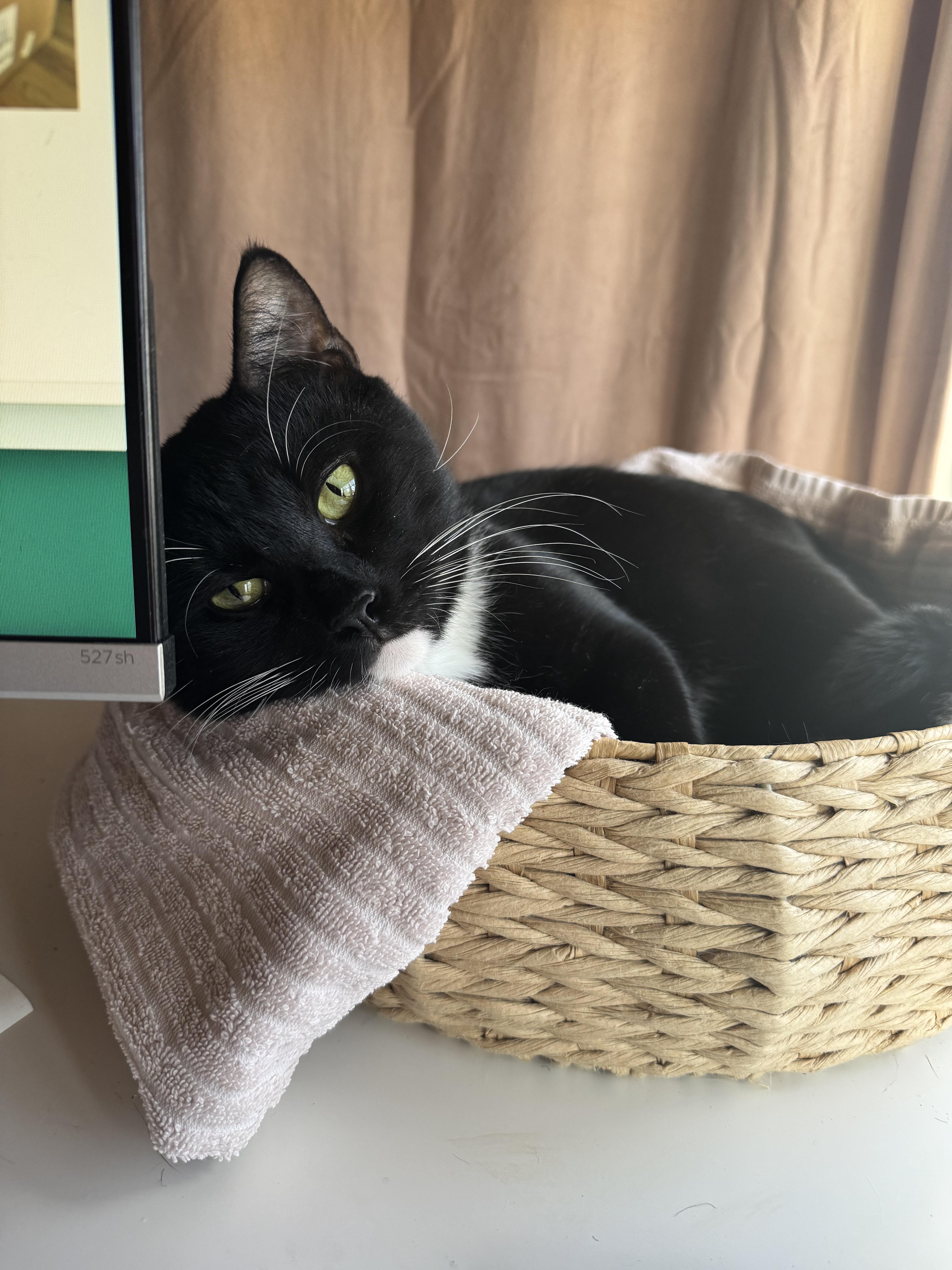 Enlarge Roger Meore, a ADOPTABLE Domestic Short Hair in Lakewood, CO image 6/6