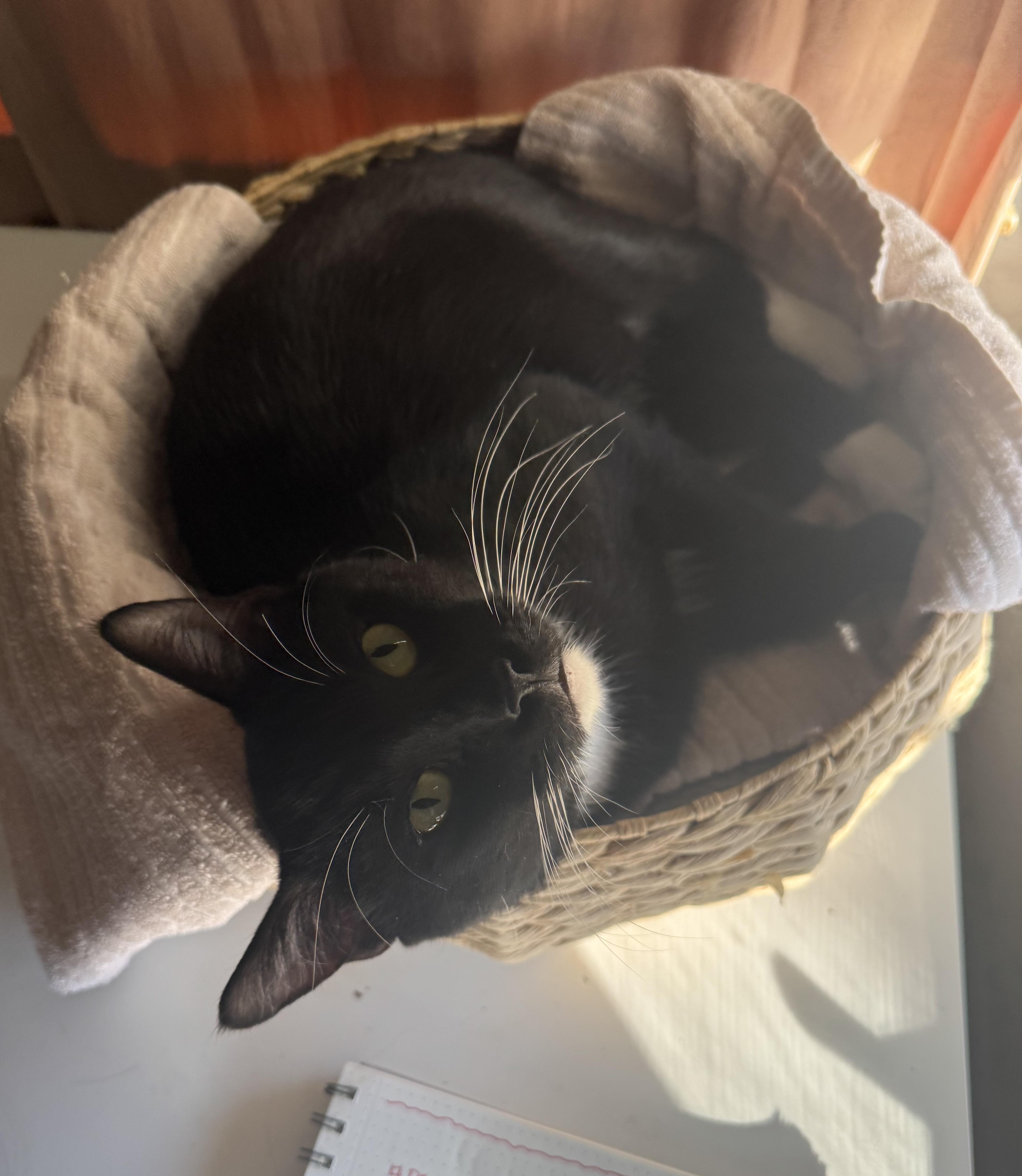 Enlarge Roger Meore, a ADOPTABLE Domestic Short Hair in Lakewood, CO image 5/6