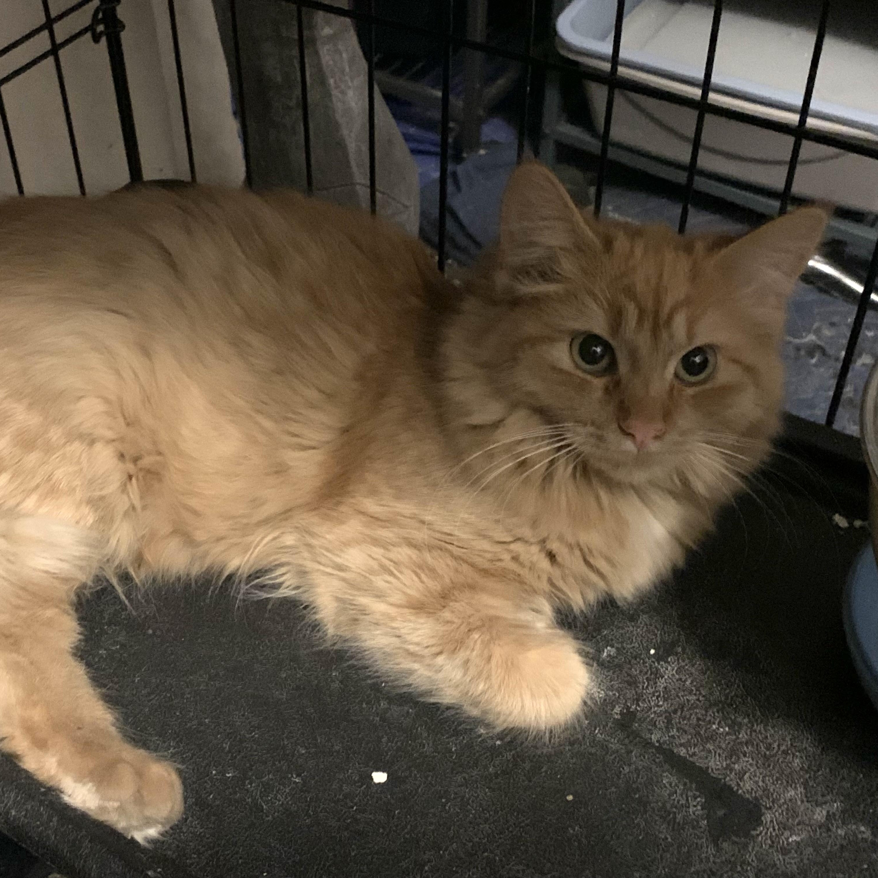 Enlarge Juno, a ADOPTABLE Domestic Long Hair in Shelby Township, MI image 1/1