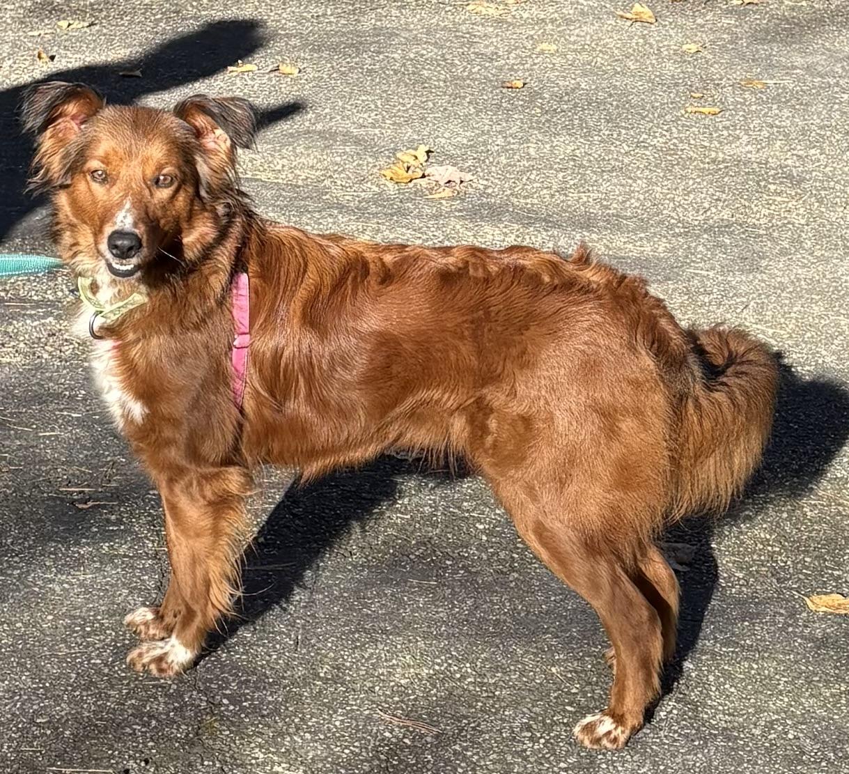 Roxy, Adoptable, Adult Female Border Collie & Australian Shepherd.