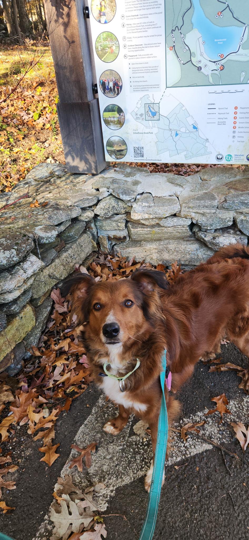 Enlarge Roxy, a Adoptable mixed breed in Mansfield, CT image 6/6