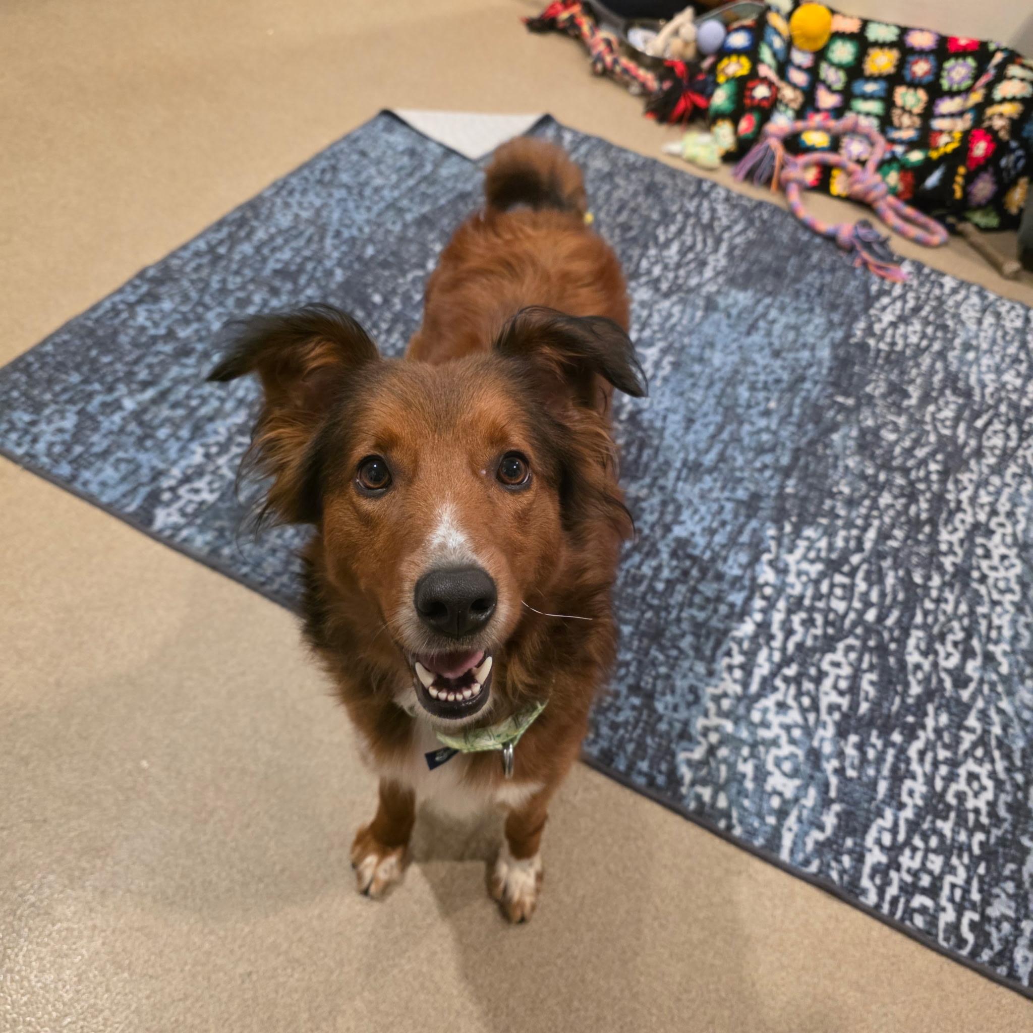Enlarge Roxy, a Adoptable mixed breed in Mansfield, CT image 4/6