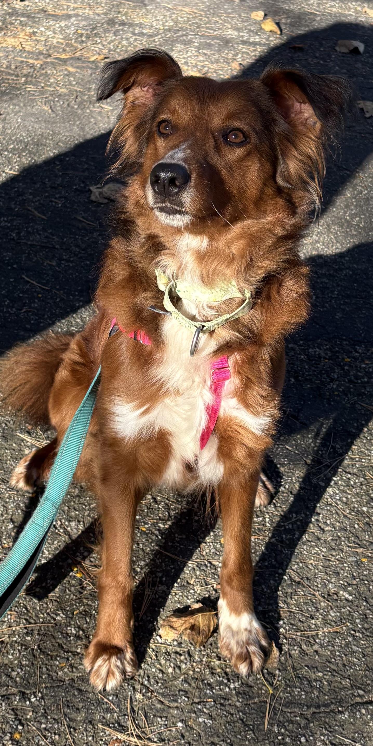 Enlarge Roxy, a Adoptable mixed breed in Mansfield, CT image 2/6