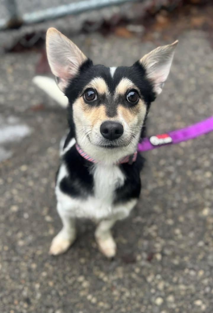 Nico, Adoptable, Young Male Mixed Breed.