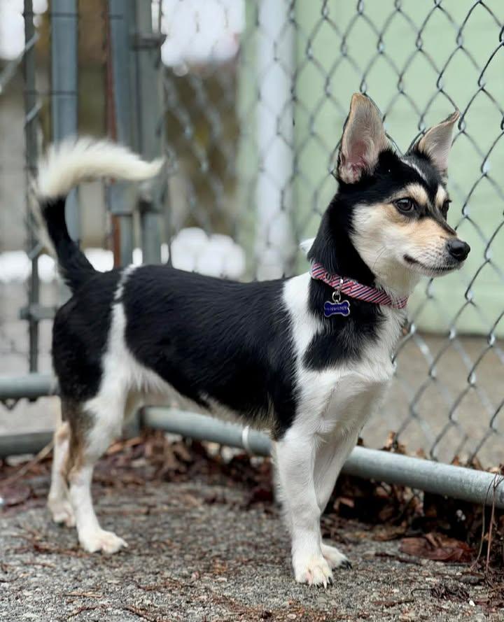 Enlarge Nico, a Adoptable Mixed Breed in Stamford, CT image 2/3