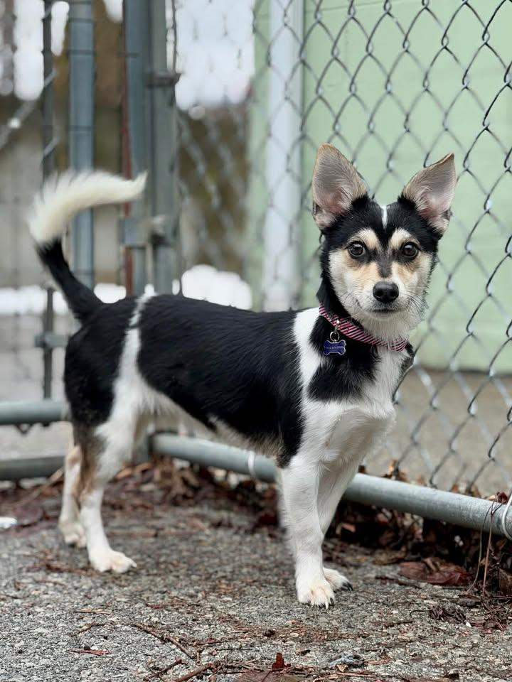 Enlarge Nico, a Adoptable Mixed Breed in Stamford, CT image 3/3
