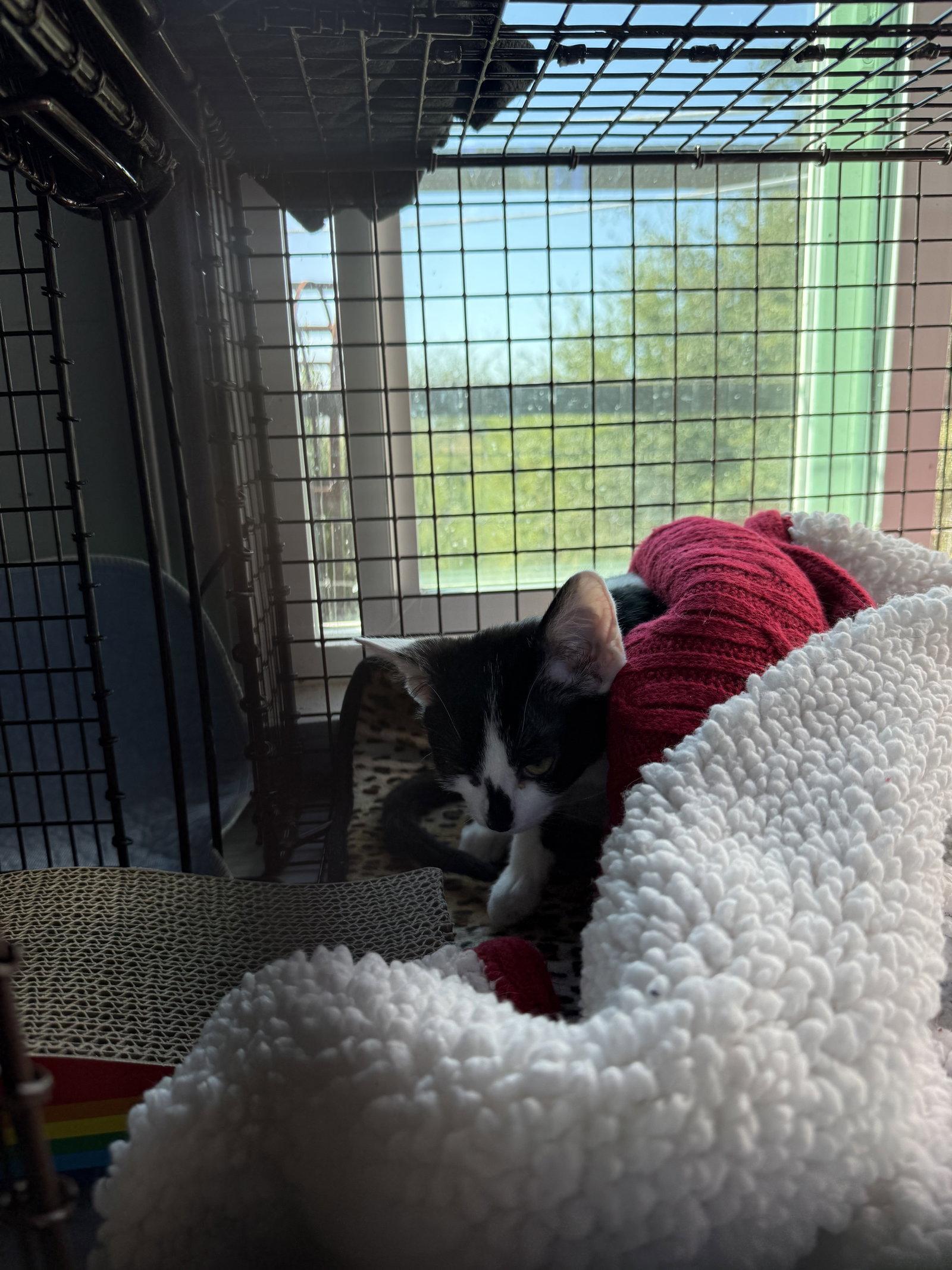 Enlarge Sunny, a Adopted Domestic Short Hair in danville, CA image 2/2
