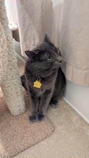 Enlarge Poseidon/Posey, an adopted Domestic Medium Hair in Portland, OR image 5/6