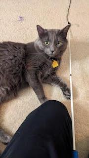 Enlarge Poseidon/Posey, an adopted Domestic Medium Hair in Portland, OR image 1/6