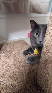 Enlarge Poseidon/Posey, an adopted Domestic Medium Hair in Portland, OR image 4/6