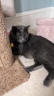 Enlarge Poseidon/Posey, an adopted Domestic Medium Hair in Portland, OR image 2/6