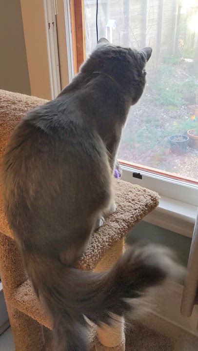 Enlarge Poseidon/Posey, an adopted Domestic Medium Hair in Portland, OR video 6/6