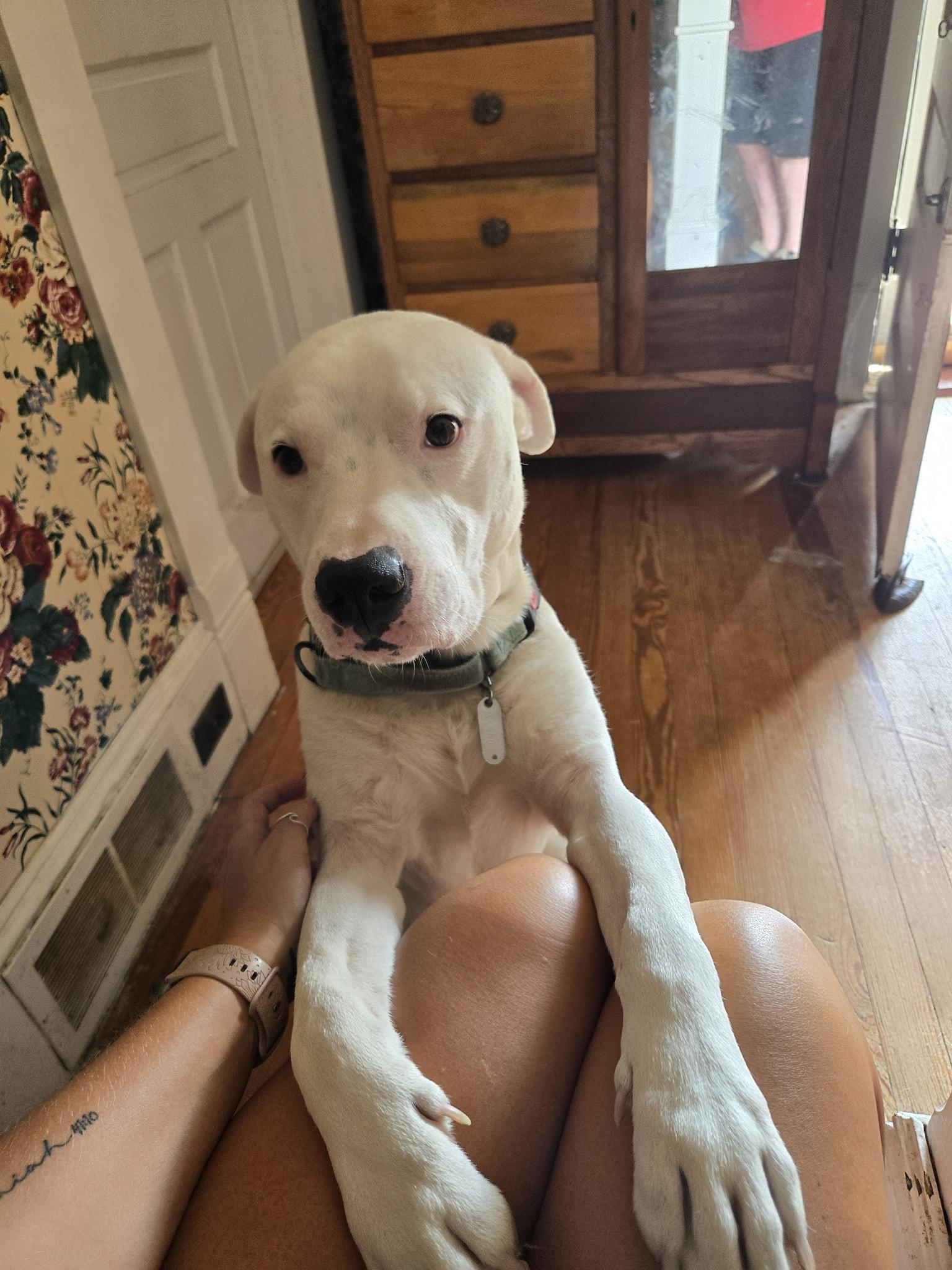 Casper, Adopted, Young Male American Staffordshire Terrier.