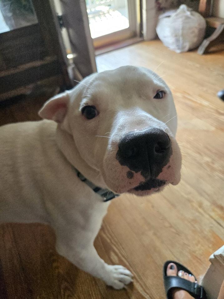 Enlarge Casper, a Adopted American Staffordshire Terrier in Mount Airy, NC image 2/5