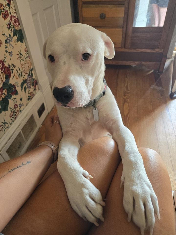 Casper, Adopted, Young Male American Staffordshire Terrier.
