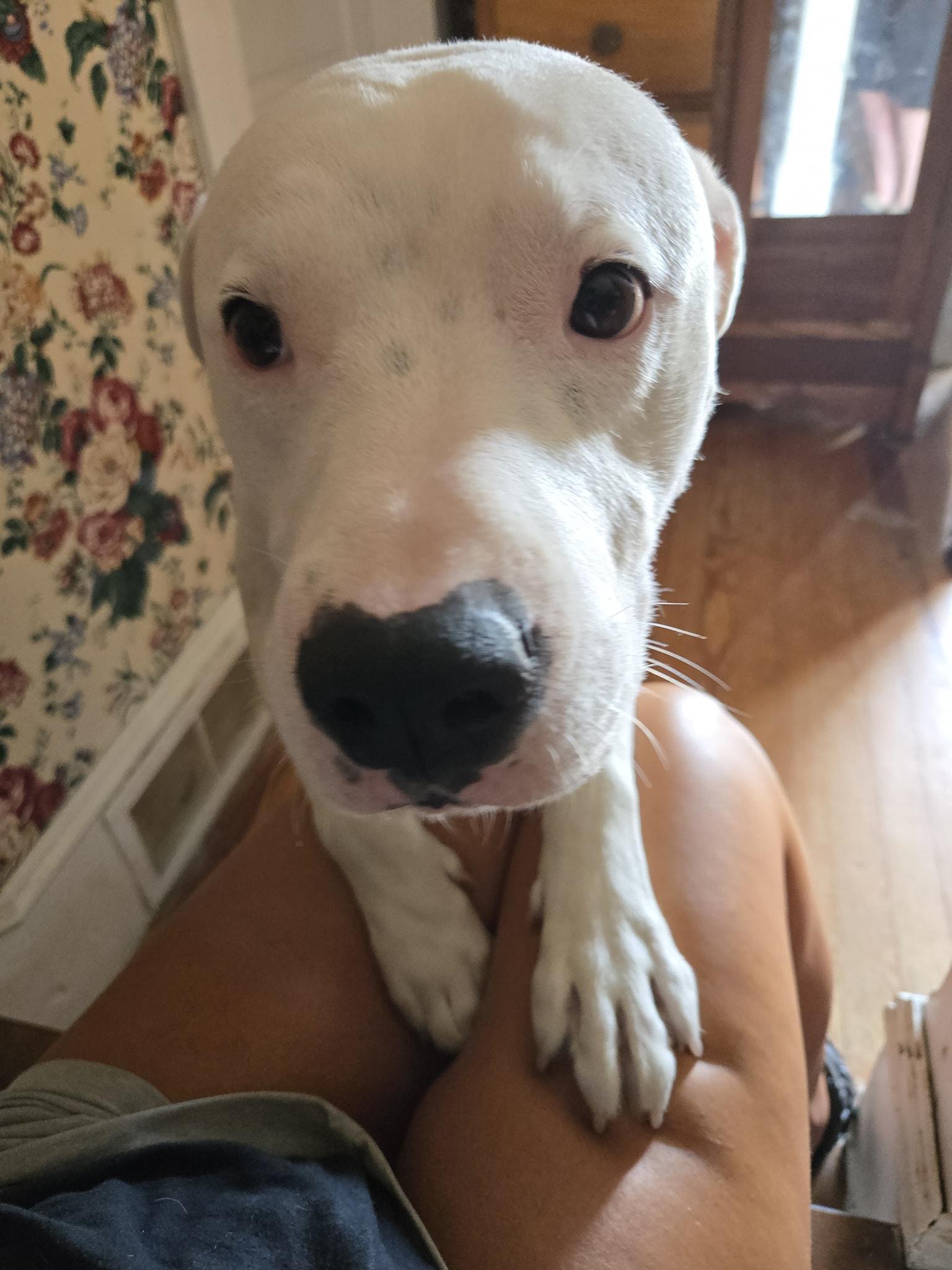 Enlarge Casper, a Adopted American Staffordshire Terrier in Mount Airy, NC image 4/5