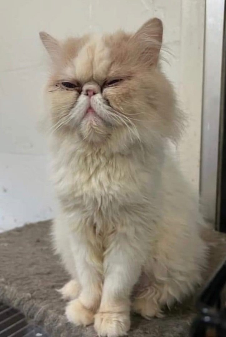 Dumplin, Adopted, Young Female Persian.