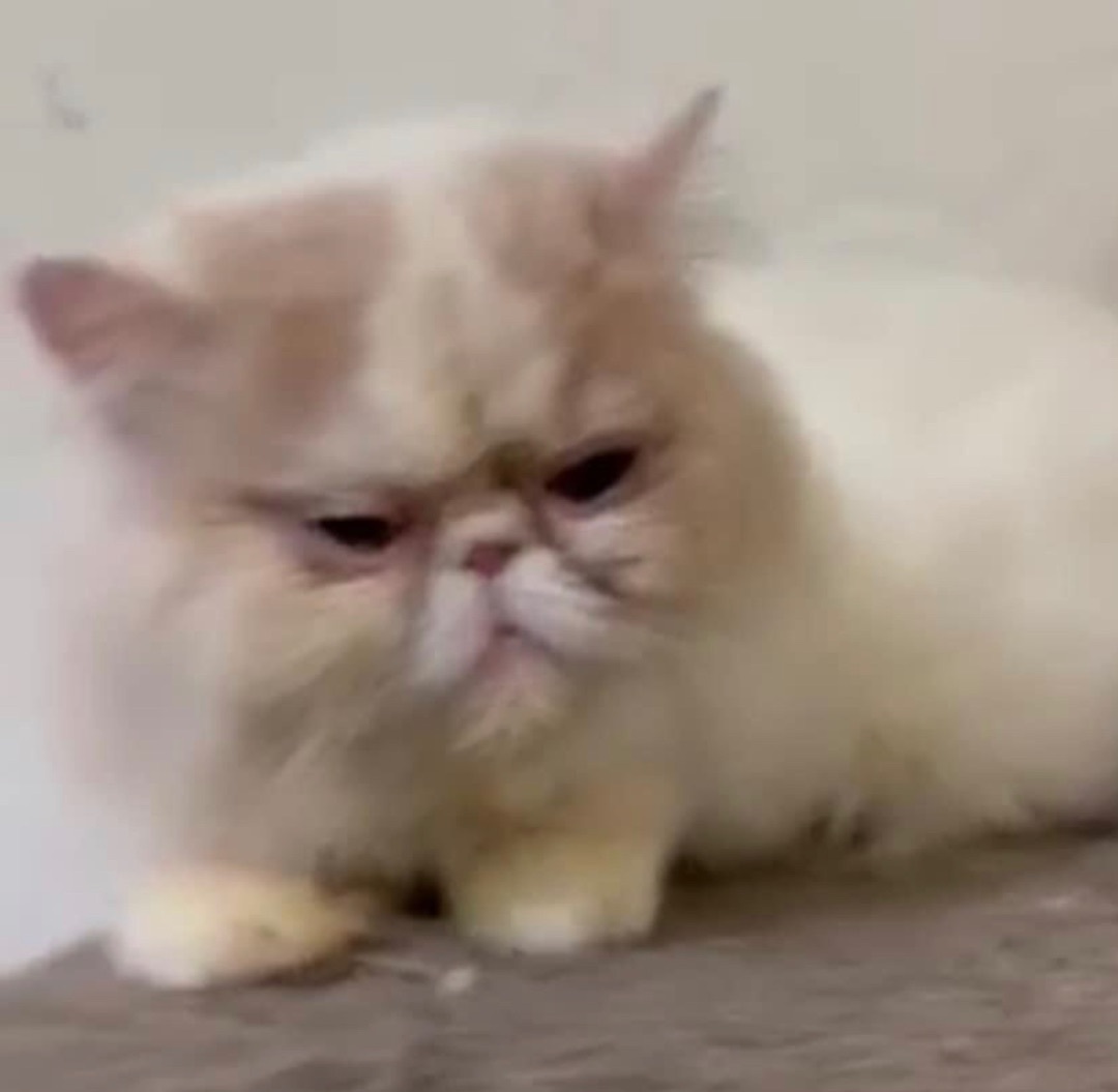 Dumplin, a Adopted Persian in Snow Hill, MD image 2/6