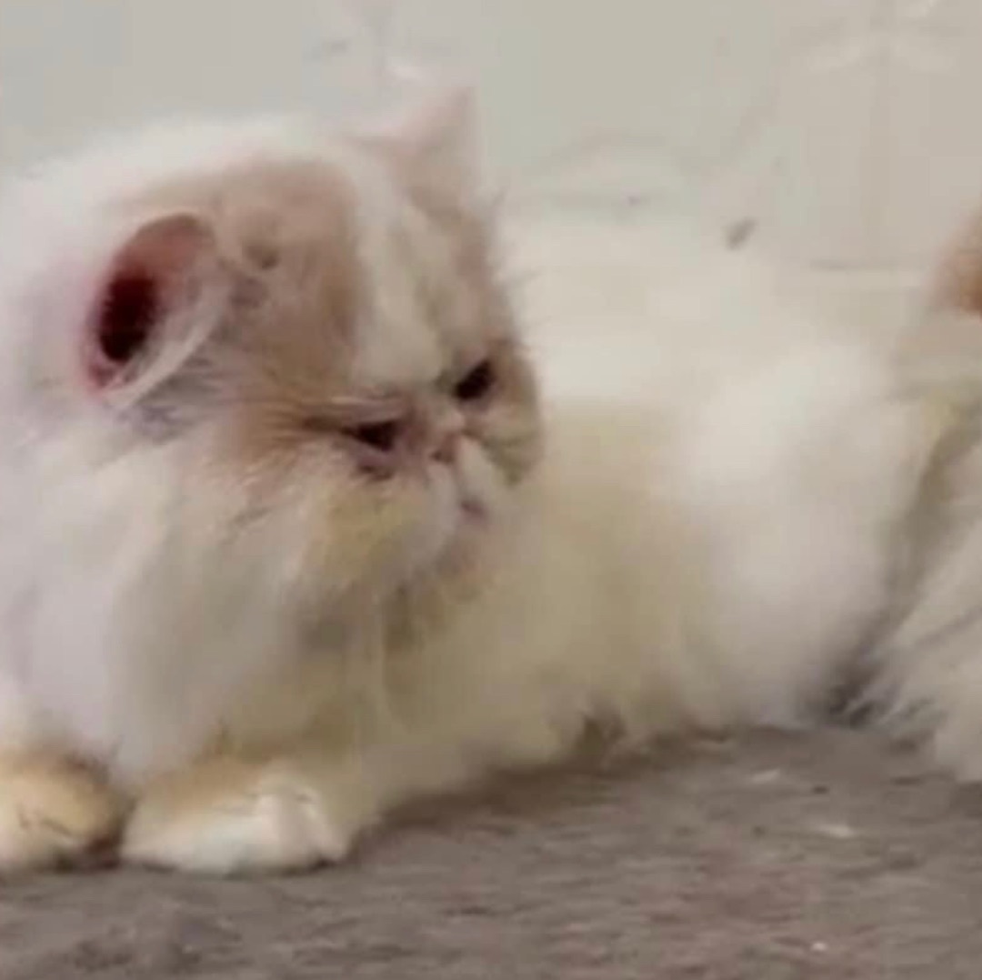 Dumplin, a Adopted Persian in Snow Hill, MD image 3/6