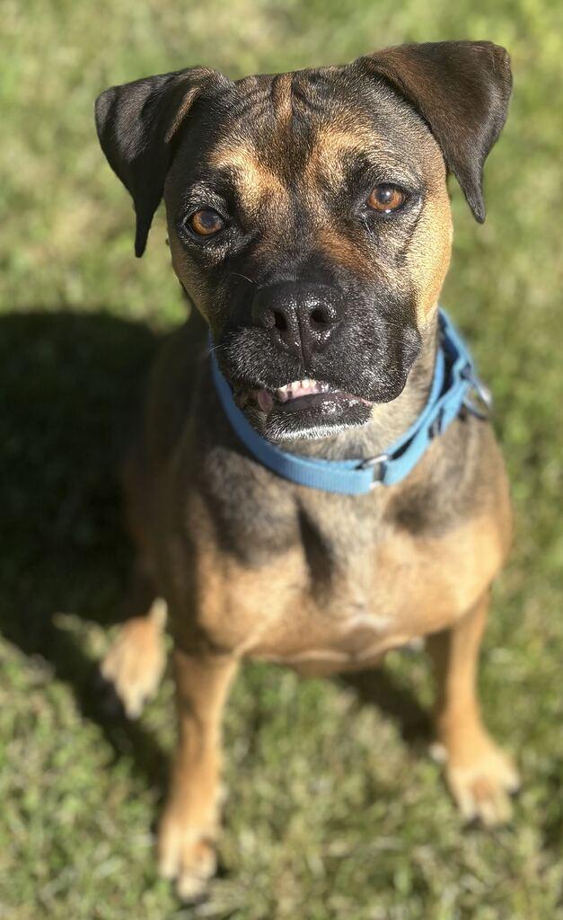 Enlarge Peanut, a Adoptable mixed breed in Jackson, MI image 6/6