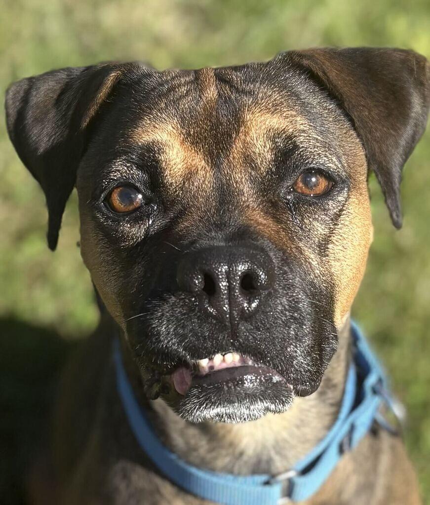Enlarge Peanut, a Adoptable mixed breed in Jackson, MI image 1/6