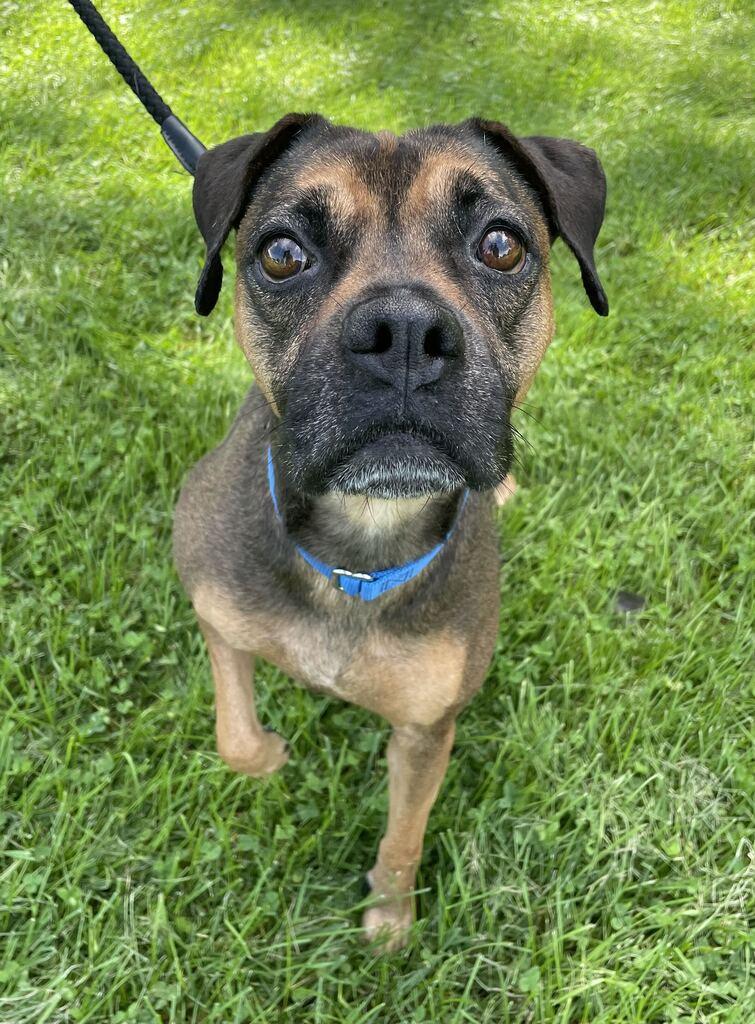 Enlarge Peanut, a Adoptable mixed breed in Jackson, MI image 4/6