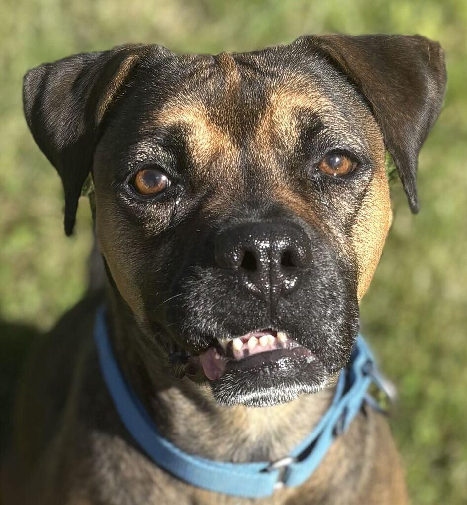 Enlarge Peanut, a Adoptable mixed breed in Jackson, MI image 5/6