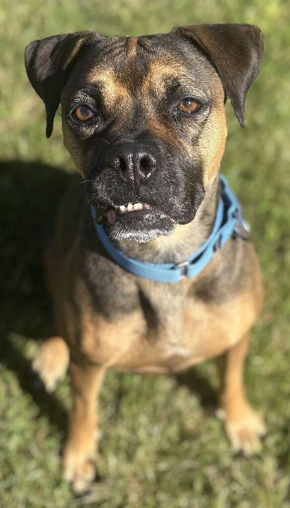 Enlarge Peanut, a Adoptable mixed breed in Jackson, MI image 2/6