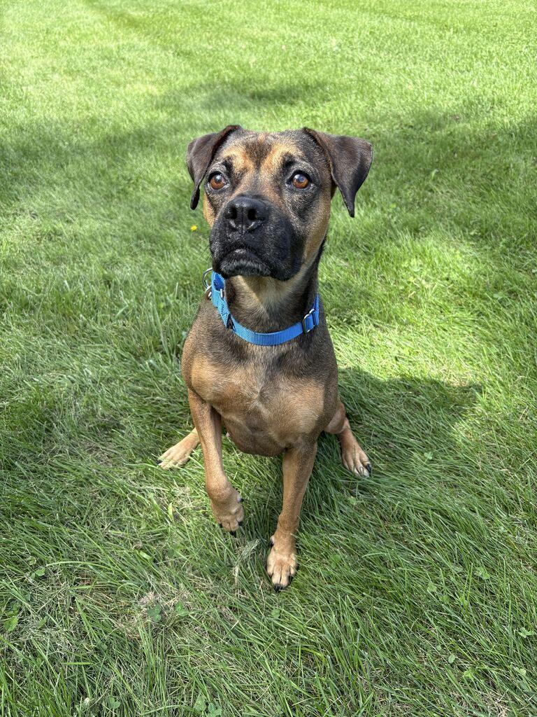 Enlarge Peanut, a Adoptable mixed breed in Jackson, MI image 3/6