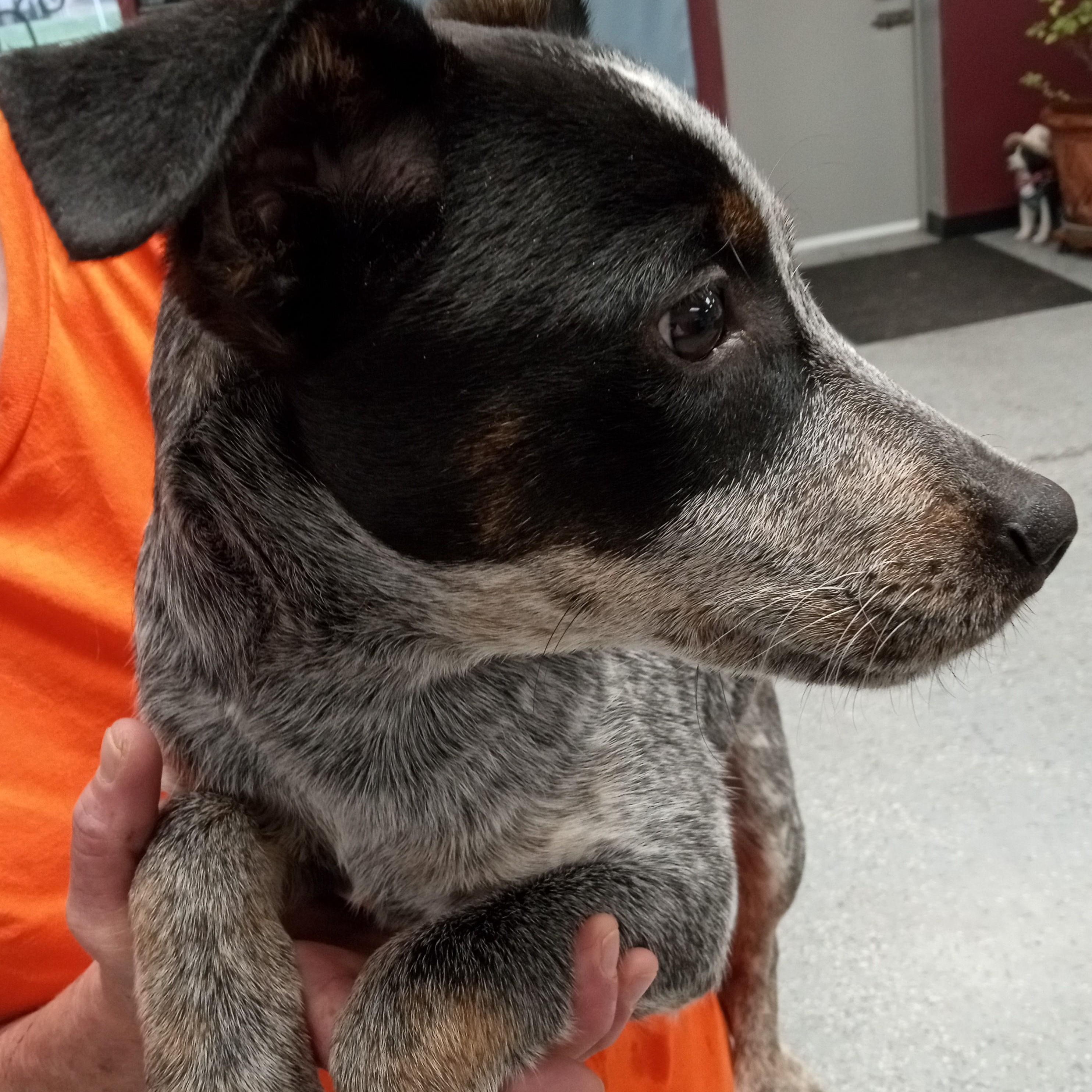 Enlarge Ranger, a ADOPTABLE mixed breed in Maynardville, TN image 1/1