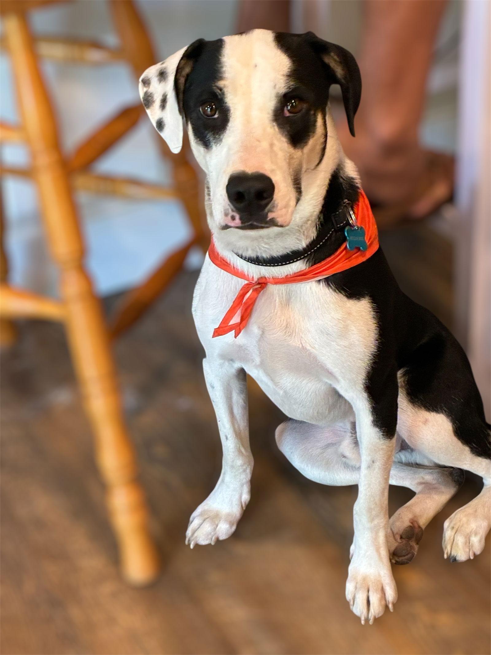 George, Adoptable, Adult Male Boxer.