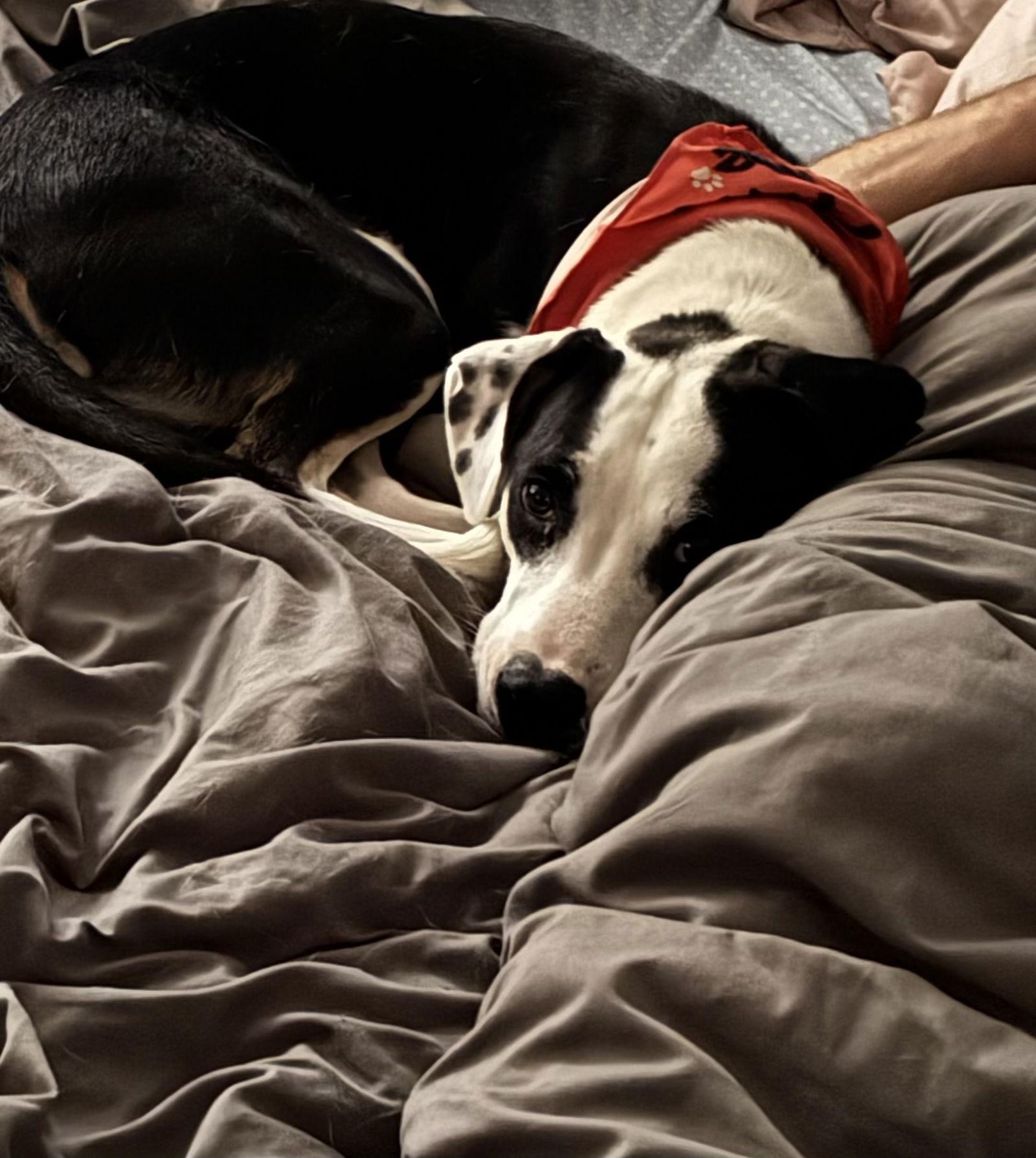 George, a Adoptable Boxer in New Albany, OH image 2/3