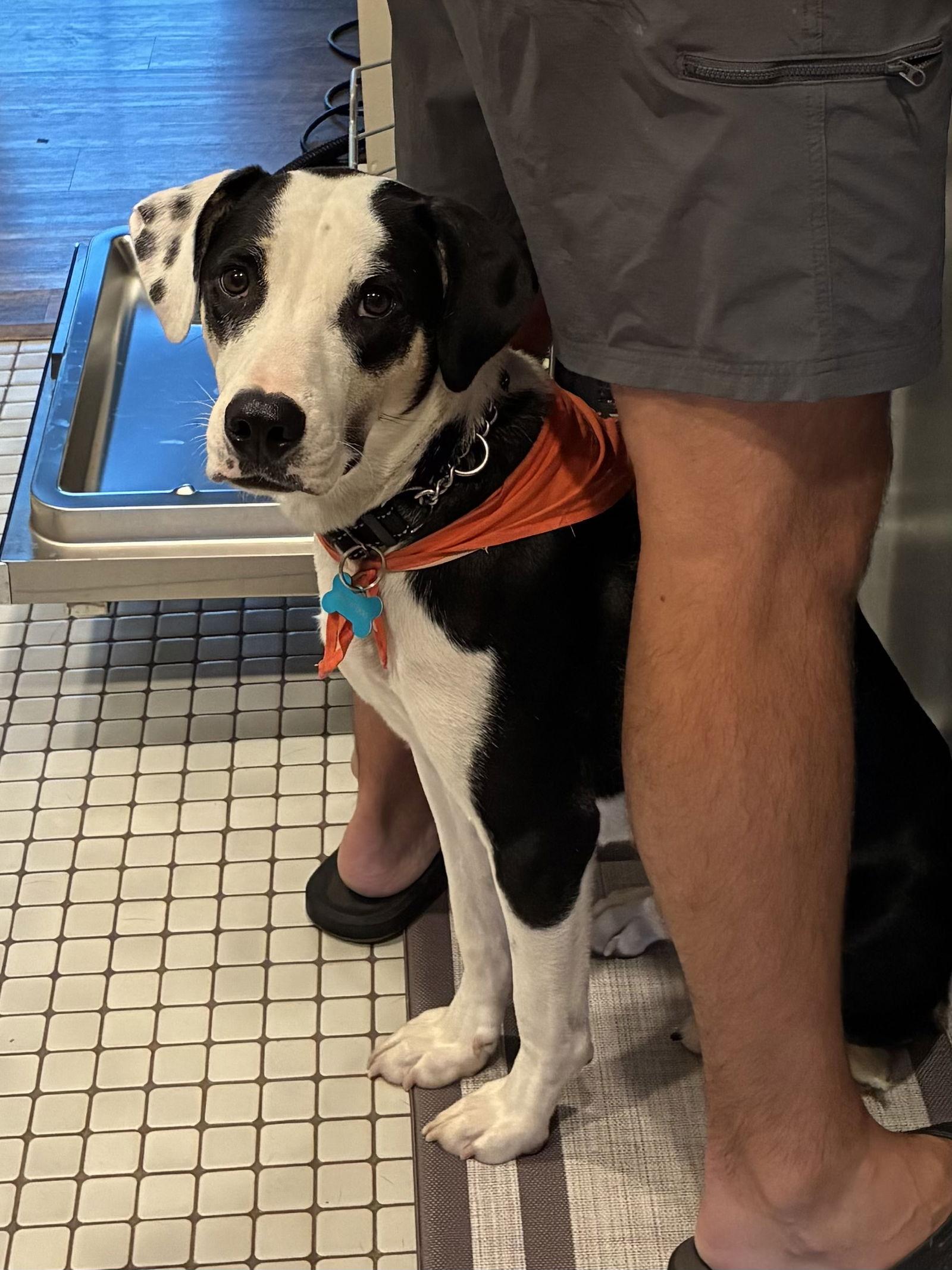 George, a Adoptable Boxer in New Albany, OH image 3/3