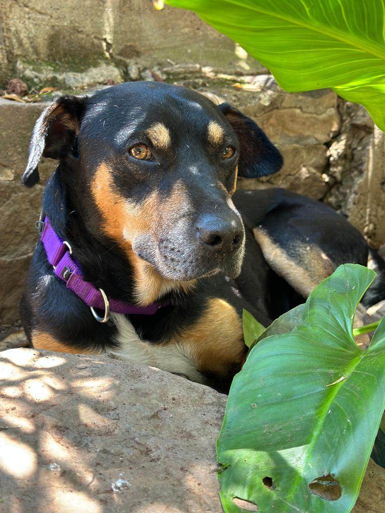 Vito, a Adoptable mixed breed in Sherwood, OR image 2/12