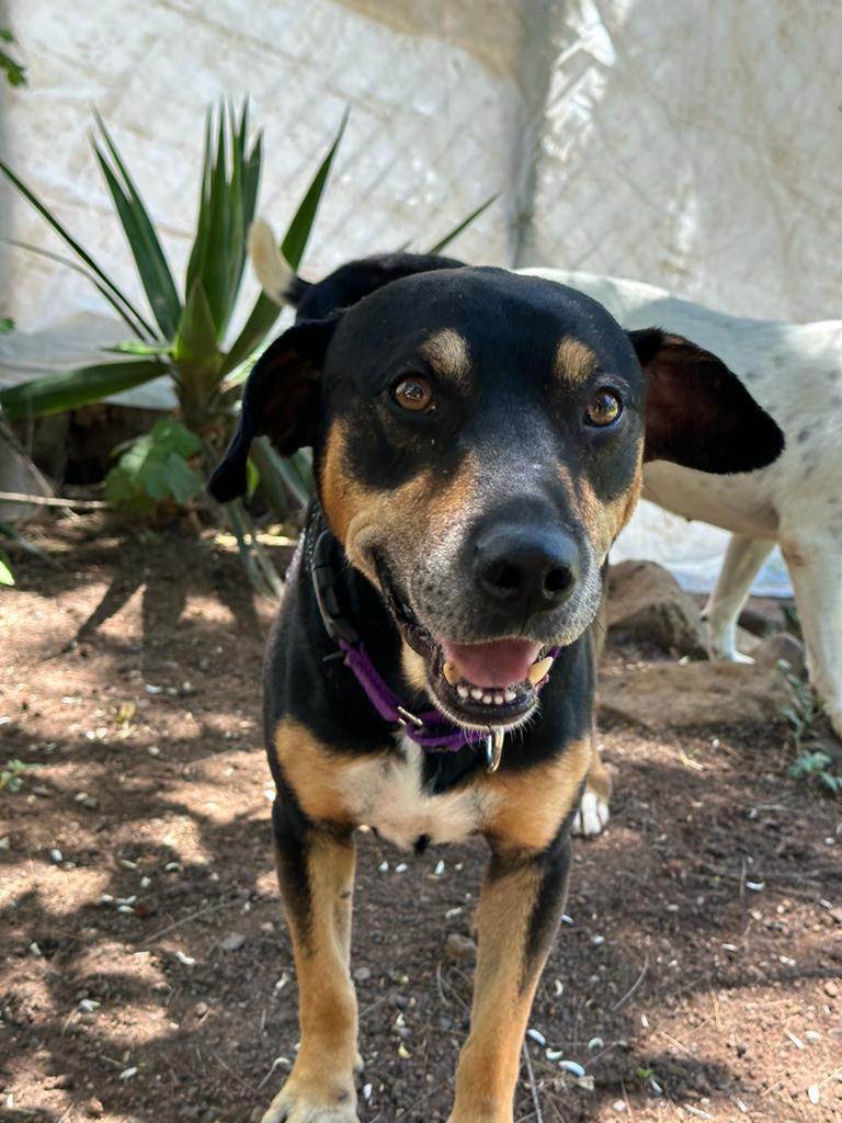 Vito, a Adoptable mixed breed in Sherwood, OR image 3/12