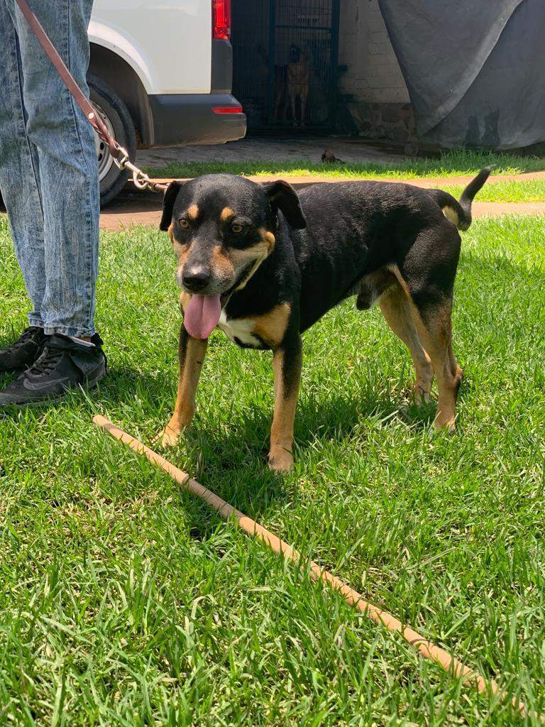 Vito, a Adoptable mixed breed in Sherwood, OR image 4/12