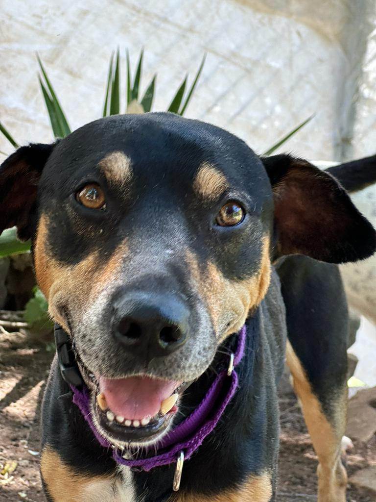 Vito, a Adoptable mixed breed in Sherwood, OR image 5/12