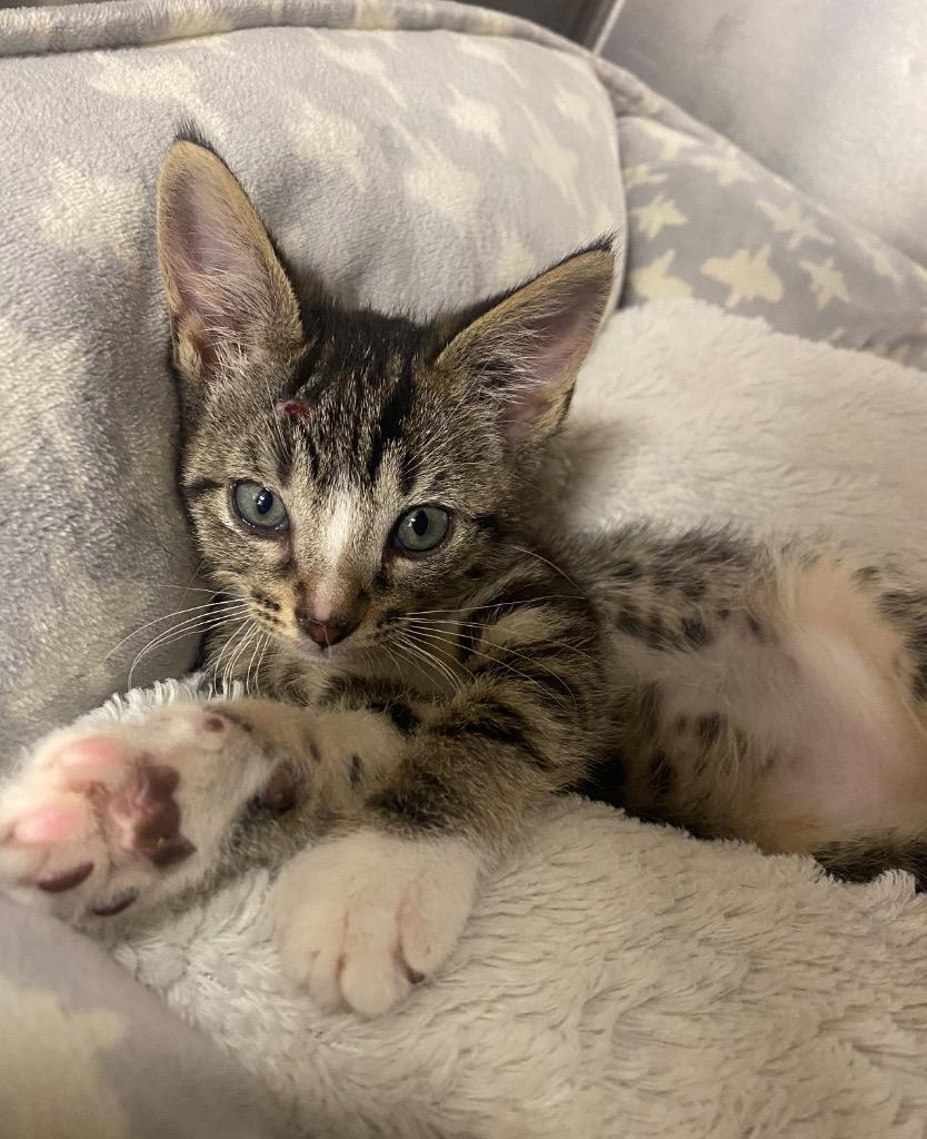 6/18/25 - PitBull, Adopted, Young Male Domestic Short Hair.