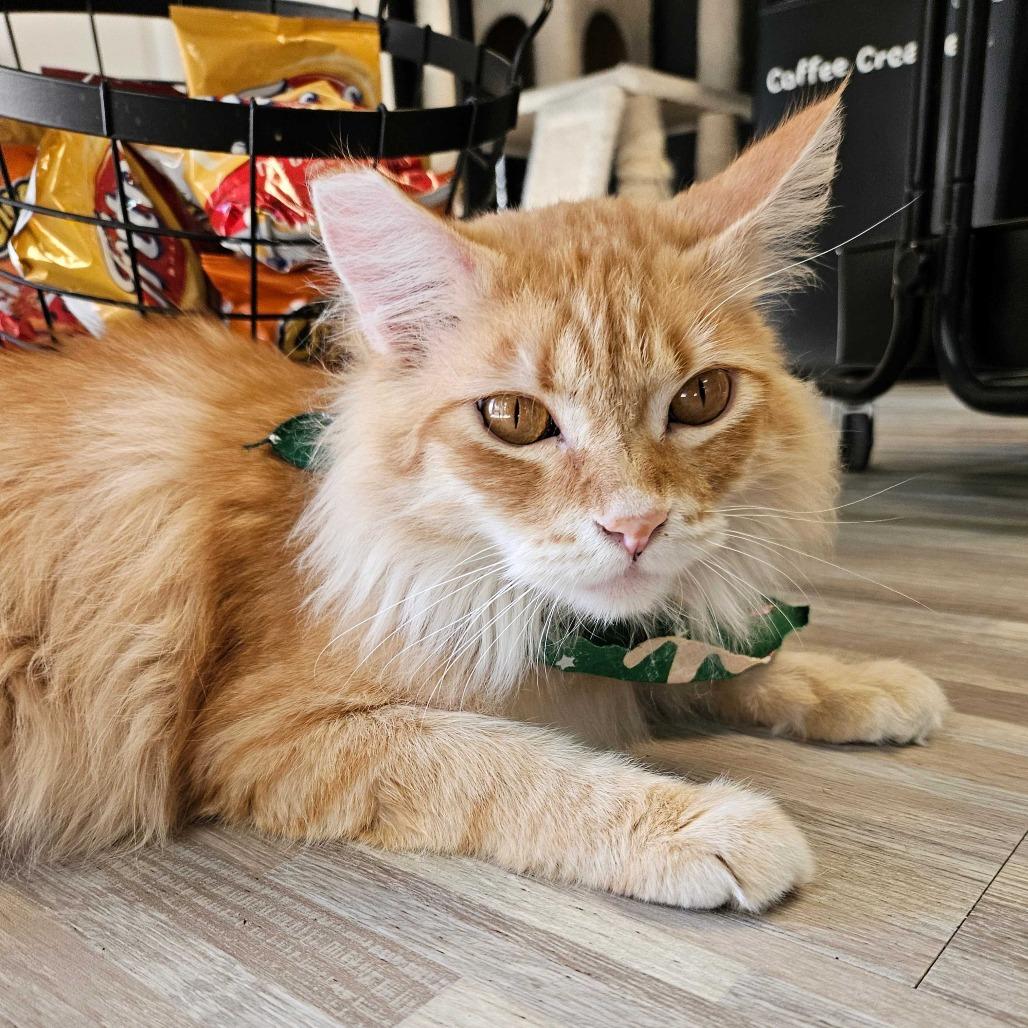 Corndog, Adoptable, Adult Male Domestic Long Hair.