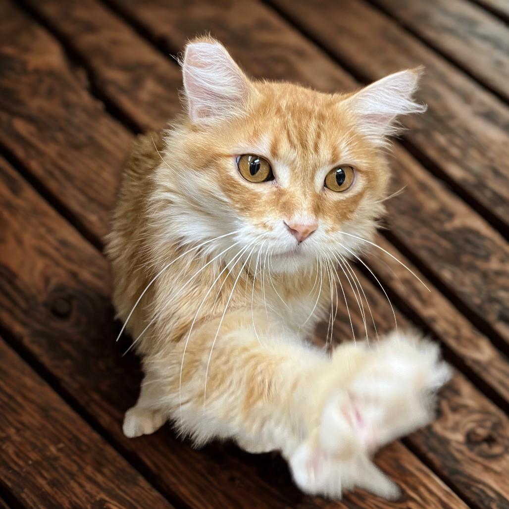 Enlarge Corndog, a Adoptable Domestic Long Hair in Las Vegas, NV image 3/6
