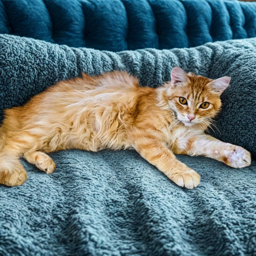 Enlarge Corndog, a Adoptable Domestic Long Hair in Las Vegas, NV image 4/6