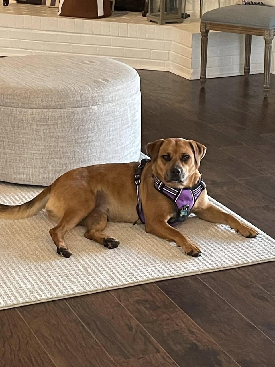Enlarge Maize, a Adoptable mixed breed in Canyon, TX image 2/5
